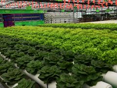 -兰陵国家农业公园