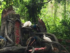 -西双版纳原始森林公园