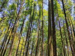 -山王坪喀斯特国家生态公园