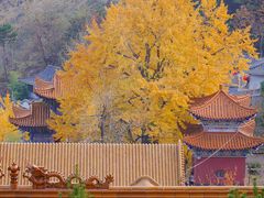 -遵化市禅林寺古银杏风景园