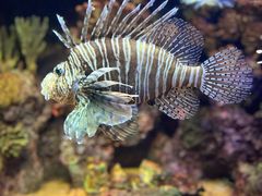 -上海海洋水族馆