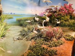 -贝林大翅鲸简餐厅(国家海洋博物馆店)