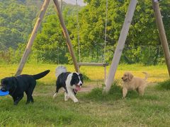 -趣多多宠物公园·宠物训犬学校·宠物寄养