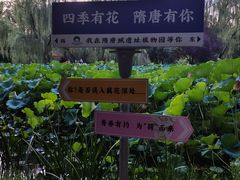 -洛阳市隋唐城遗址植物园