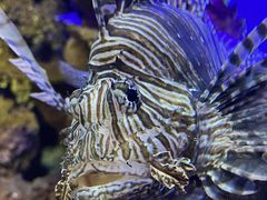 -上海海洋水族馆