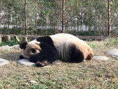 -都江堰中华大熊猫苑