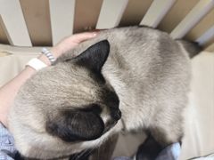 -藏猫猫咖啡主题馆(中央大道店)