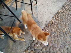 -柴犬高等学院·狗咖·柴犬售卖·宠物训练