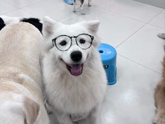 -汪说·狗咖·拼豆·宠物周边DIY(旺城大厦店)