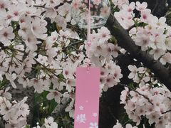 -高东镇樱花园