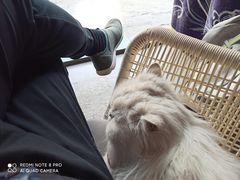 -喵屿·大理花园猫咖