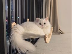 -博特宠物医院24h犬猫全科.骨科·异宠
