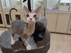 -70cat德文卷毛猫·缅因猫纯种猫舍