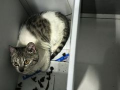 -贝康宠物医院·犬猫全科·小动物特色诊疗中心(东环路店)