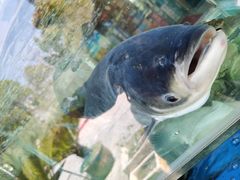 -浔味·山屿湖·正宗淳牌全鱼宴老字号