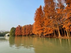 -上海海湾国家森林公园