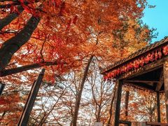 -光雾山旅游景区