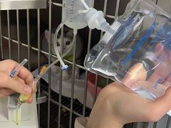 -安安宠医·安宠宠物医院