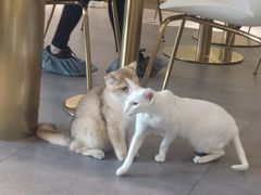 -飞行喵MR PILOT|猫舍·猫咖(静安大融城店)