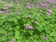 -南京外国语学校(仙林分校西区)