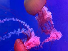 -芜湖新华联大白鲸海洋公园