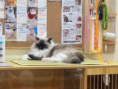 -滚猫咖啡·猫咖·猫友好撸猫(未来城店)