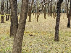 -枫花园汽车电影院(朝阳公园店)