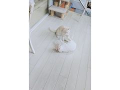 -喵的天空名猫咖啡馆·撸猫·猫舍·用品