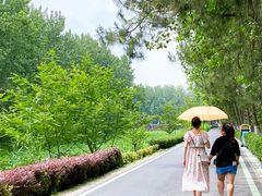 -合肥滨湖国家森林公园