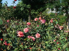 -香蜜公园