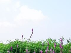 -大兴滨河森林公园