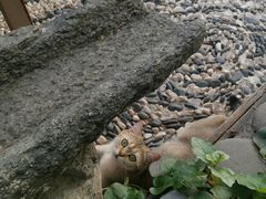 -喵屿·大理花园猫咖