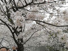 -武汉大学-樱园