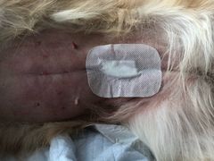 -安安宠医·安宠宠物医院