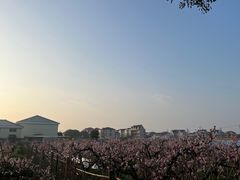 -南汇桃花村