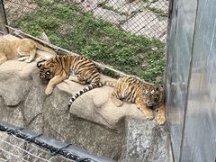 -深圳野生动物园