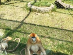 -西安秦岭野生动物园