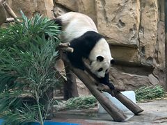 -成都动物园