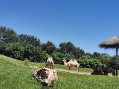 -北京野生动物园