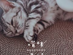 -lincat·猫舍(广州店)