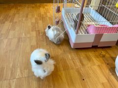 -猫猫幼稚园·撸猫·桌游·电玩