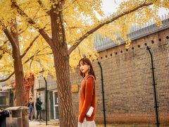 -三里屯东五街银杏大道