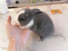 -大象厨房(重庆道店)