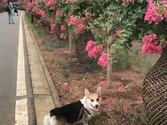 -武汉紫薇都市田园