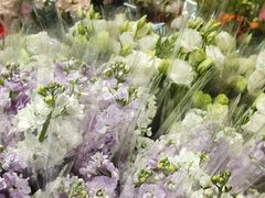 -循礼门鲜花花市(武汉循礼门店)