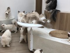 -瞄一喵猫咖(格力海岸店)