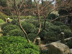 -十八棵（老龙井）御茶园(老龙井店)