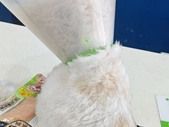 -全心全意连锁动物医院·微创中心·内科急重症·心脏专科(丰管路店)