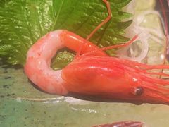 -伊藤ITO(侨福芳草地购物中心店)