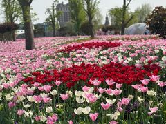 -荷兰花海